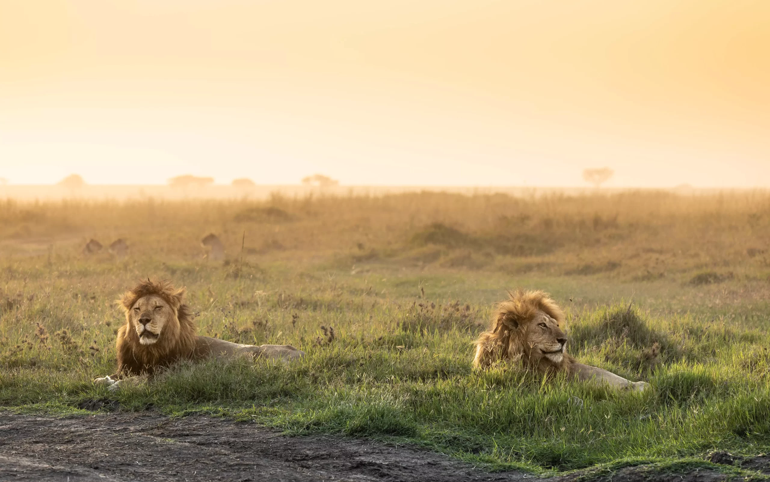 lions relaxation in Ngorongoro crater