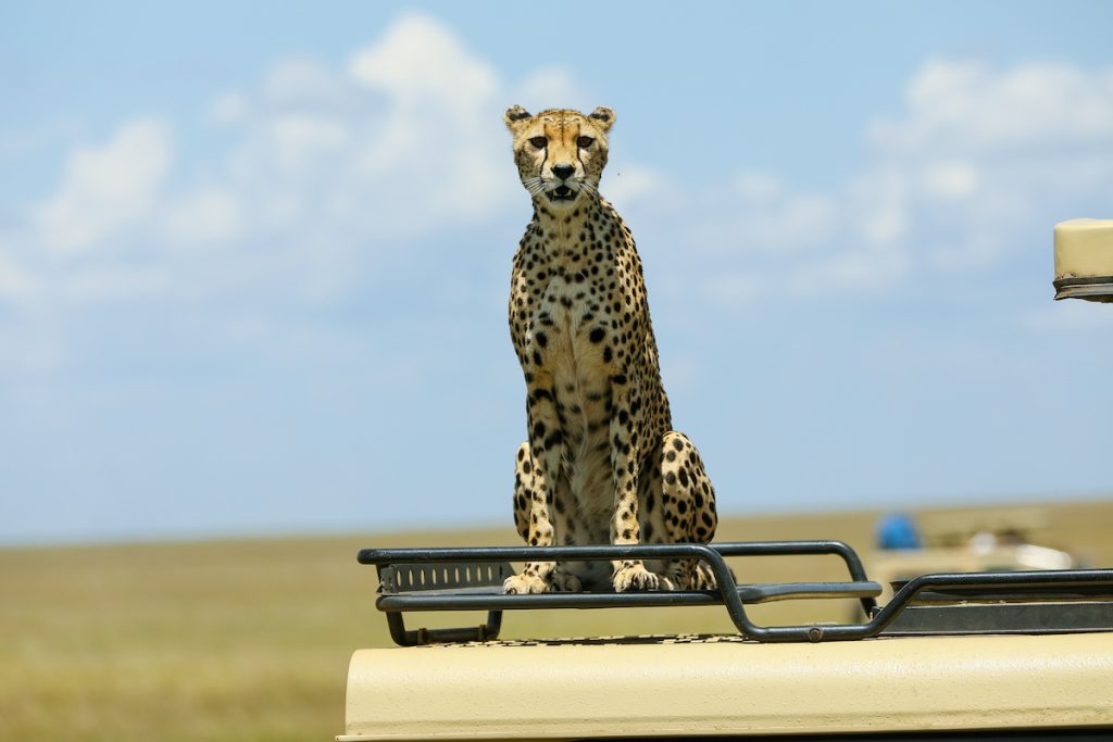 serengeti-Game-Drivejpg-1024x683